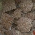 FLR-09: Acanthus Rosette Flower